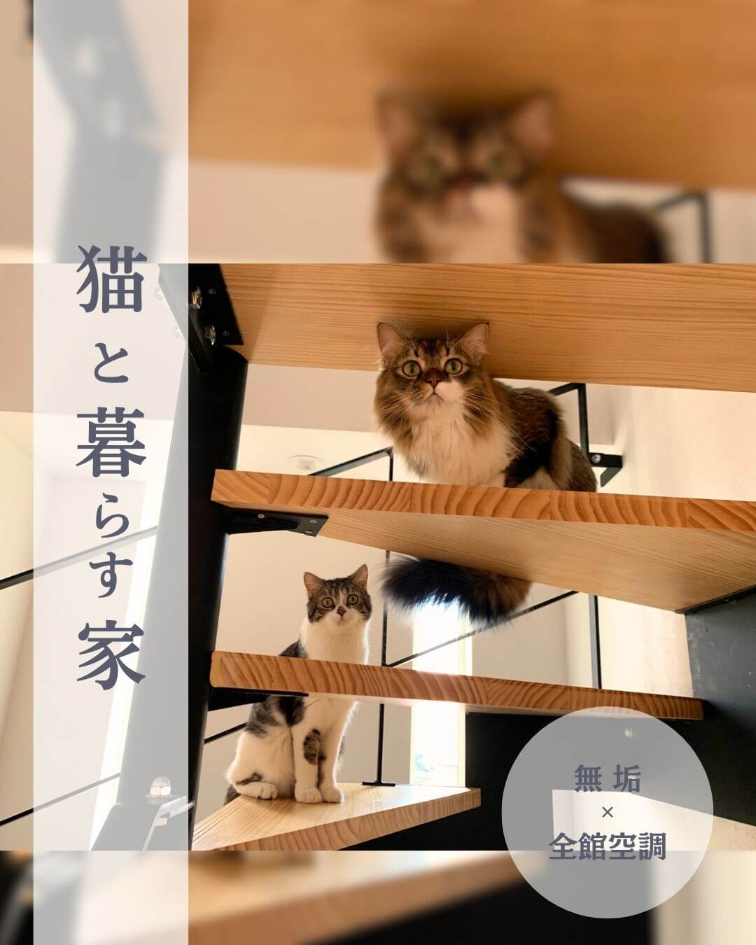 長岡市施工事例：猫と暮らす家